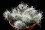 Echinocereus Delaetii D. 38 € 130.00